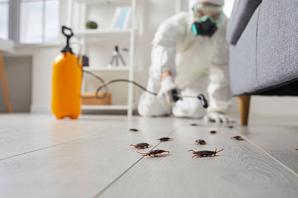 Post-Treatment Bed Bug Interceptor Monitoring in Sarcoxie